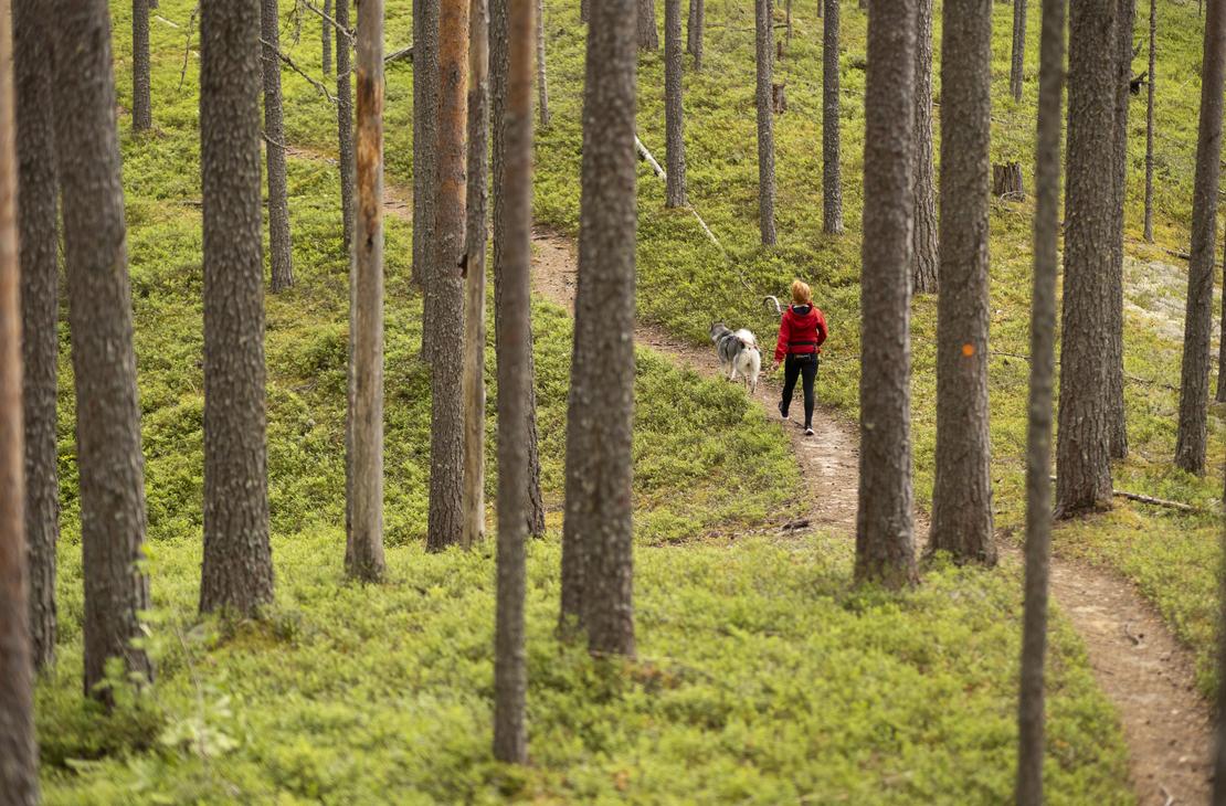 Petkeljärven kansallispuisto, Kuikan kierros