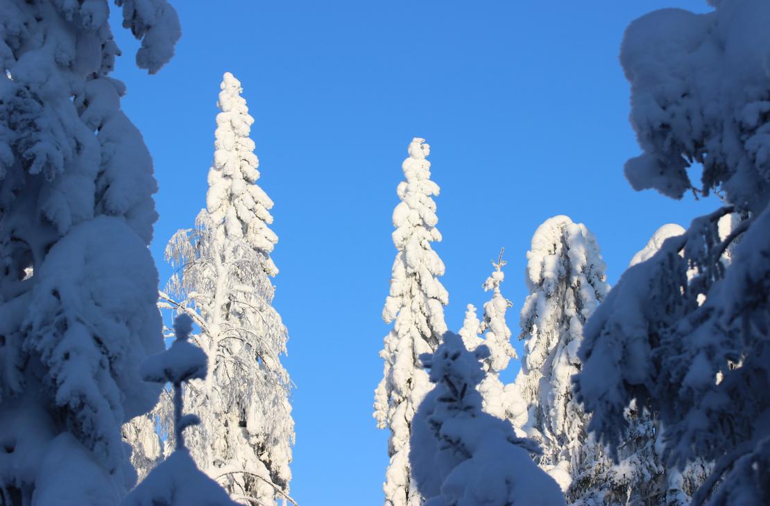 Talvisia puita lumikuorrutuksen alla.