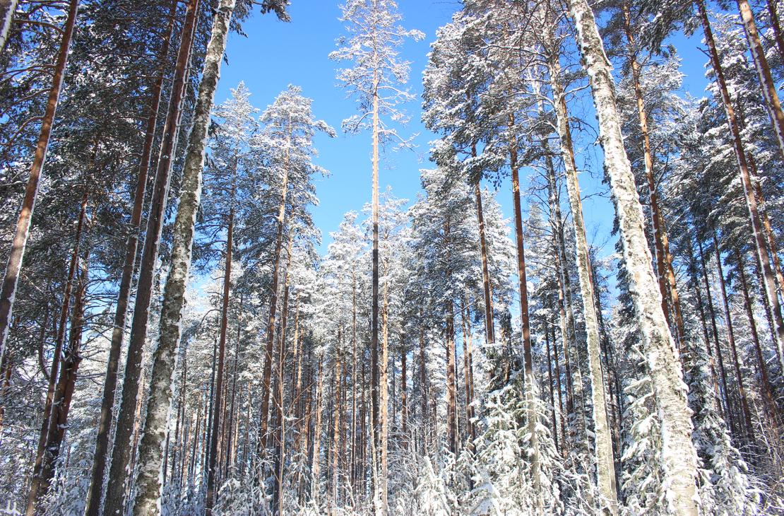 J&auml;nissaaren talvinen luonto on kaunis.