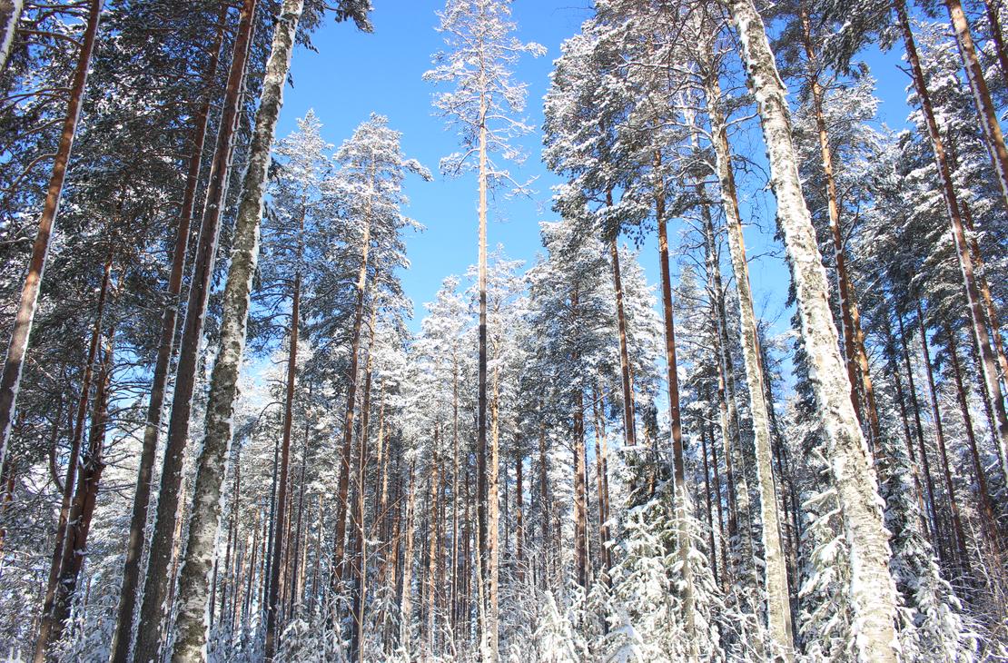 J&auml;nissaaren talvinen luonto on kaunis.