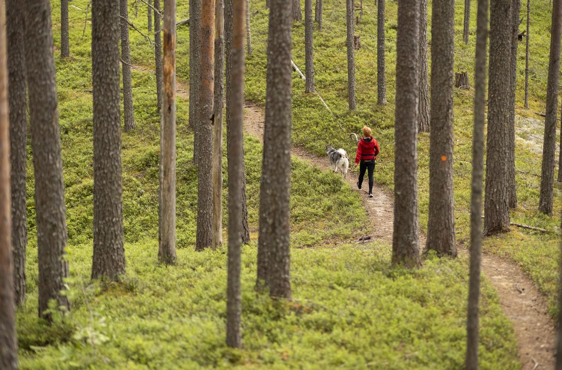 Petkeljärven kansallispuisto, Kuikan kierros