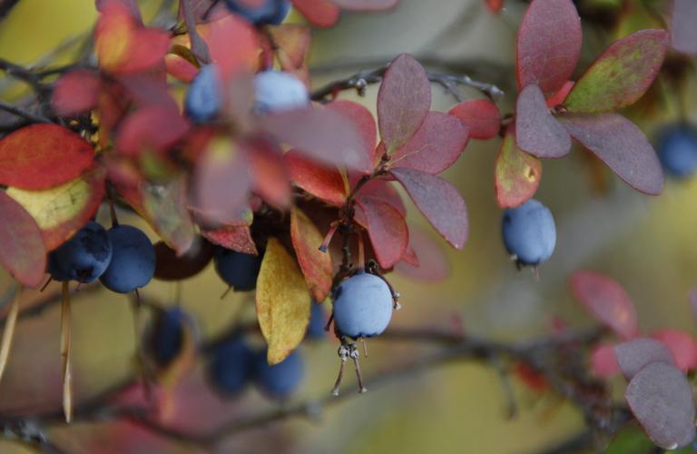 Rummunvalmistusta Mantan Majatalolla