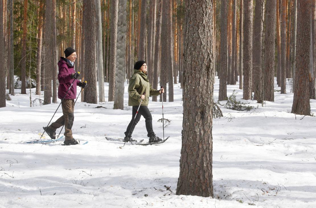 Lumikenk&auml;ilij&ouml;it&auml; talvisessa mets&auml;ss&auml;