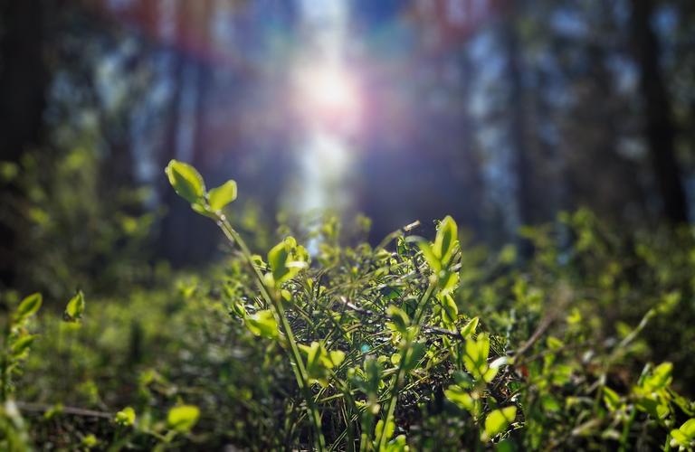 Kanteleen soittajia Parppeinvaaran runokylässä
