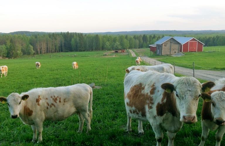 Anssilan maatila sijaitsee Ilomantsissa, Pohjois-Karjalassa idyllisessä vaaramaisemassa 