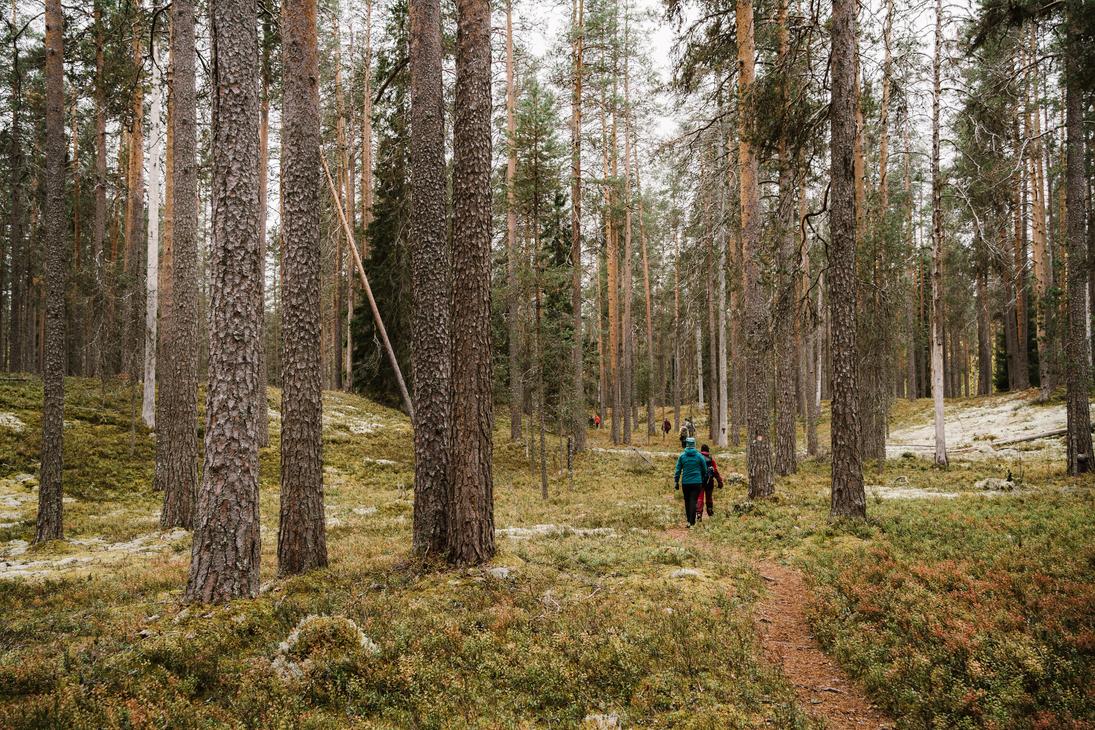 Im Petkelj&auml;rvi Nationalpark gibt es hervorragende Wandergebiete